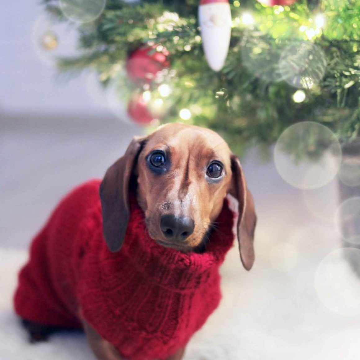 dog-web-767x1024